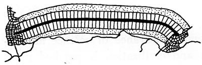 <p><strong>1.</strong> Arturo  Soria y Mata, “Ciudad-lineal”<br />  Kaynak: Gallion, 1950, s.375.</p>