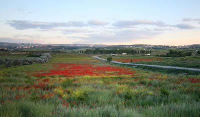 <p><strong>1.</strong> Atatürk Orman Çiftliği, genel görünüm, 2006<br />Kaynak: www.panoramio.com [Erişim:14.04.14]