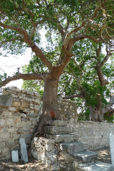 22. Külliye avlusundaki menengiç (Pistacia terebinthus) ağacı (© Nezih Başgelen)