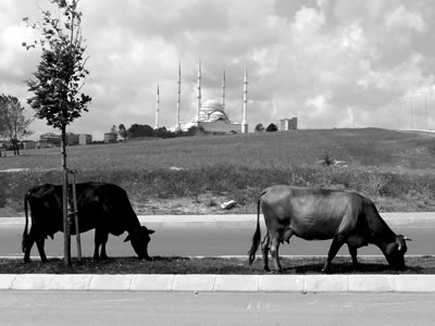 <p><strong>3. </strong>Arnavutköyde “Yeṣil camii”<br />  Fotoğraf: Yoann Morvan</p>