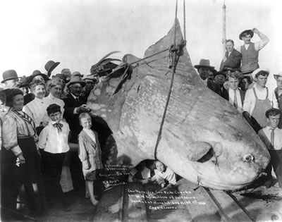 <p>1910’da Santa  Catalina Adası’nda (Doğu Afrika) Yakalanan Güneş Balığı<br />Kaynak: http://commons.wikimedia.org/wiki/File:Enormous_Sunfish.jpg [Erişim: 14.04.2014]