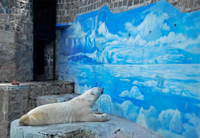 <p><strong>5.</strong> Şilinin başkenti Santiagoda The National Zoo da bulunan kutup ayısı (Taco  olarak isimlendirilmiştir) 2015 yılında 18 yaşındayken ölmüştür.<br /> 	Kaynak:  https://www.wildculture.com/article/polar-attraction-brief-history-arctic-white-bear-captivity/1624  [Erişim: 15.05.2020]</p>