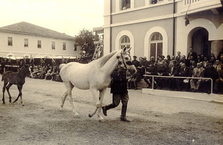 5. Cumhuriyetin ilk yıllarındaki at gösterileri