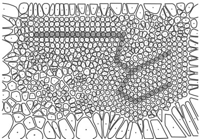 <p><strong>8. </strong>Moskova Kentsel Tasarım Projesi, voronoi hücreler<br />Kaynak: Koltsova; Schmitt; Schumacher; Sudo; Narang; Chen, 2011, ss.681-700.